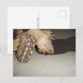 Ed und Sock, Sulcata Tortoise Bath Mat Postkarte (Vorne/Hinten)