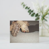 Ed und Sock, Sulcata Tortoise Bath Mat Postkarte (Stehend Vorderseite)