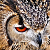 EDELOWL FÄCHER