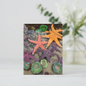 Edelsteine des Meeres Postkarte (Stehend Vorderseite)