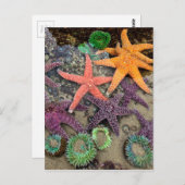 Edelsteine des Meeres Postkarte (Vorne/Hinten)