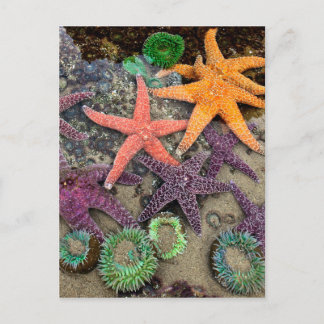 Edelsteine des Meeres Postkarte