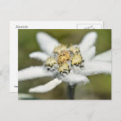 Edelweiss-AlpenBlume Postkarte (Vorne/Hinten)