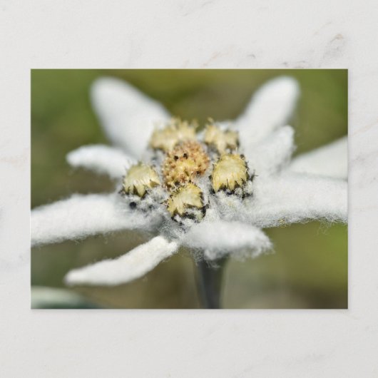 Edelweiss-AlpenBlume Postkarte (Vorderseite)