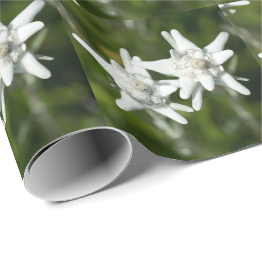 Edelweiss alpine Blume Geschenkpapier (Rolleneckpunkt)