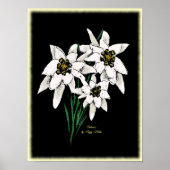 Edelweiss Artwork Print Poster (Vorne)