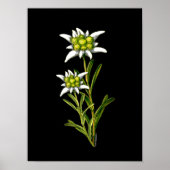 Edelweiss Artwork Print Poster (Vorne)