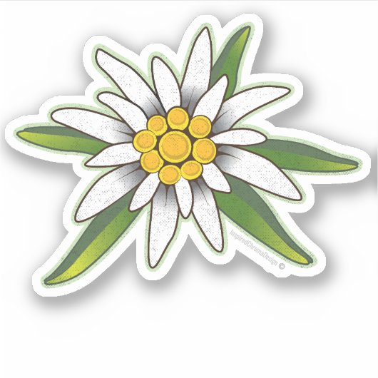 Edelweiss-Aufkleber Aufkleber (Vorderseite)