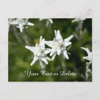 Edelweiss Bloom Postkarte