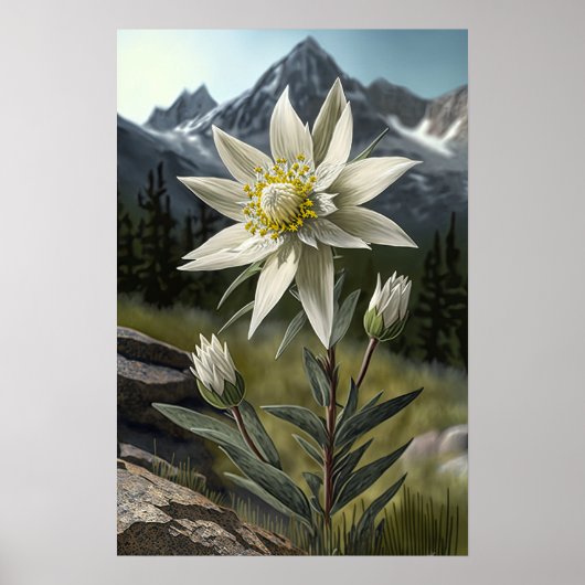 Edelweiss Blume Art Print Poster (Vorne)