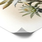 Edelweiss Blume Art Print Poster (Ecke)