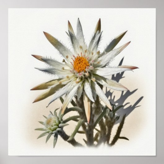 Edelweiss Blume Art Print Poster (Vorne)