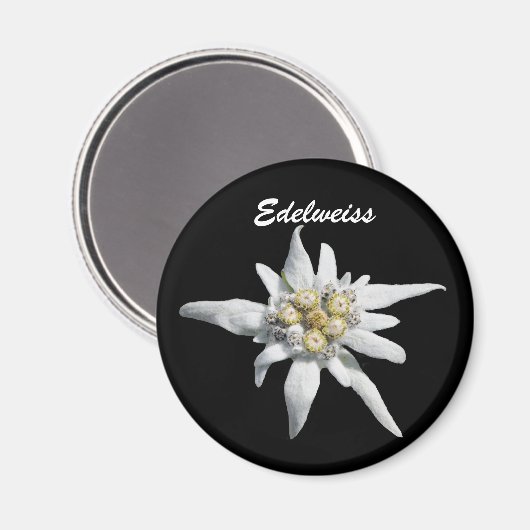Edelweiss Blume Bloom Magnet (Vorderseite/Rückseite)