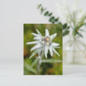 Edelweiss-Blume Feiertagspostkarte (Stehend Vorderseite)
