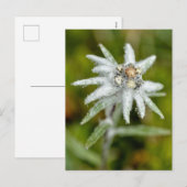 Edelweiss-Blume Feiertagspostkarte (Vorne/Hinten)