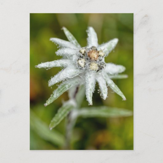 Edelweiss-Blume Feiertagspostkarte (Vorderseite)