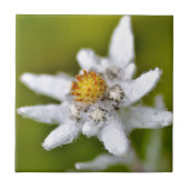 Edelweiss-Blume Fliese (Vorderseite)