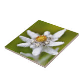 Edelweiss-Blume Fliese (Seite)