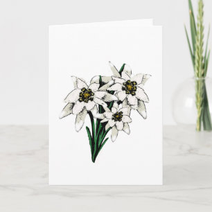 Edelweiss-Blume Karte
