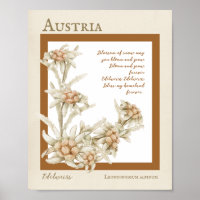 Edelweiss Blume Österreich