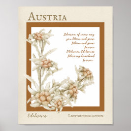 Edelweiss Blume Österreich Poster