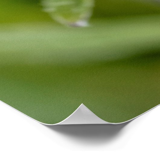 Edelweiss-Blume Poster (Ecke)