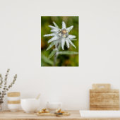 Edelweiss-Blume Poster (Küche)