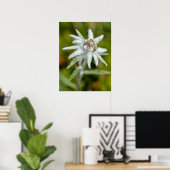 Edelweiss-Blume Poster (Heimbüro)