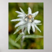 Edelweiss-Blume Poster (Vorne)