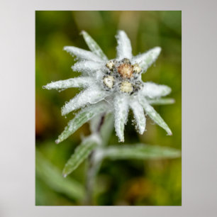 Edelweiss-Blume Poster