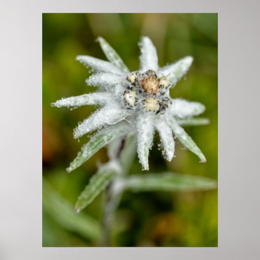 Edelweiss-Blume Poster (Vorne)