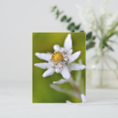 Edelweiss-Blume Postkarte (Stehend Vorderseite)