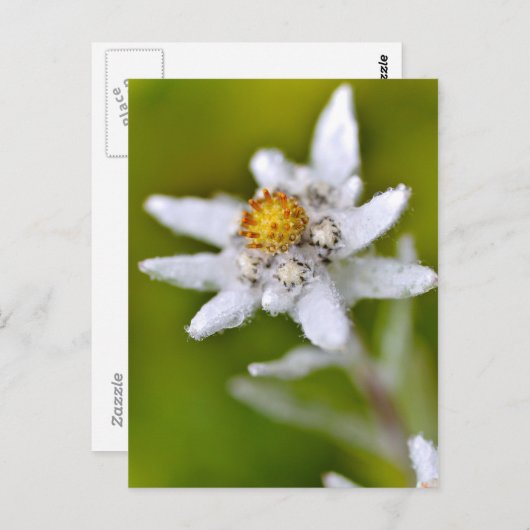 Edelweiss-Blume Postkarte (Vorne/Hinten)