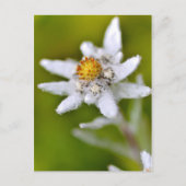 Edelweiss-Blume Postkarte (Vorderseite)