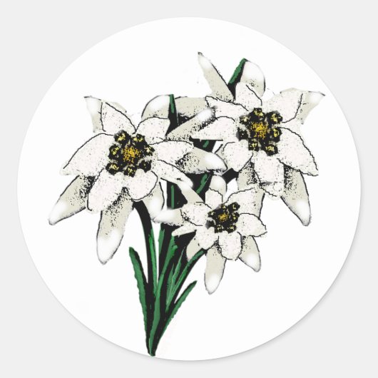 Edelweiss-Blume Runder Aufkleber (Vorderseite)