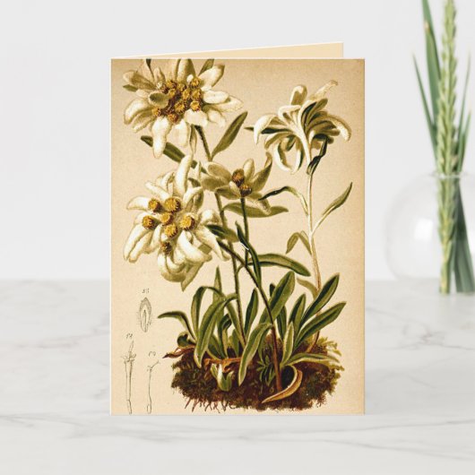 Edelweiss-Blume Vintag Botanische Illustration Karte (Vorderseite)