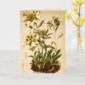 Edelweiss-Blume Vintag Botanische Illustration Karte (Gelbe Blume)