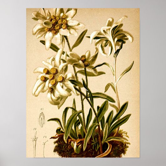 Edelweiss-Blume Vintag Botanische Illustration Poster (Vorne)