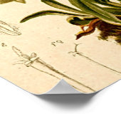 Edelweiss-Blume Vintag Botanische Illustration Poster (Ecke)