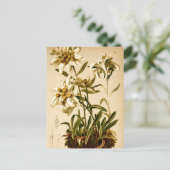 Edelweiss-Blume Vintag Botanische Illustration Postkarte (Stehend Vorderseite)