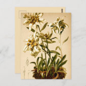 Edelweiss-Blume Vintag Botanische Illustration Postkarte (Vorne/Hinten)