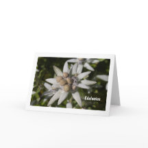 Edelweiß Flower Folded Blank Greeting Card