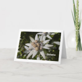 Edelweiß Flower Folded Blank Greeting Card Karte