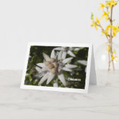 Edelweiß Flower Folded Blank Greeting Card Karte (Gelbe Blume)