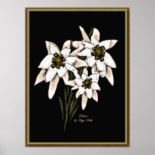 Edelweiss Grafik-Druck Poster