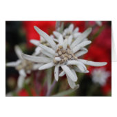 Edelweiss Leontopodium nivale (Vorderseite (Horizontal))
