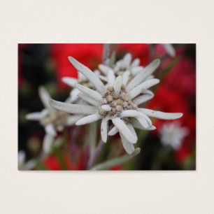 Edelweiss Leontopodium nivale