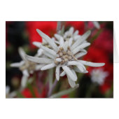 Edelweiss Leontopodium nivale (Vorderseite (Horizontal))