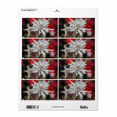 Edelweiss Leontopodium nivale (Vorne)