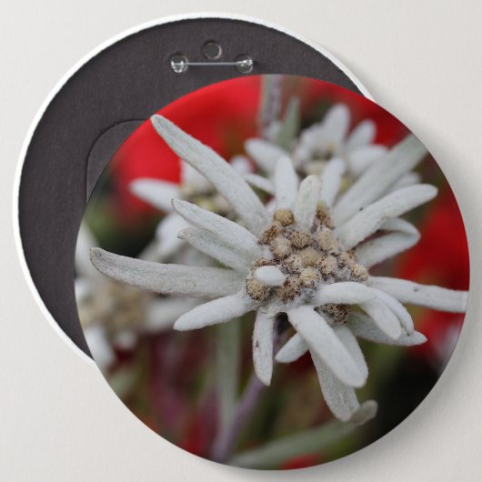 Edelweiss Leontopodium nivale Button (Vorne & Hinten)